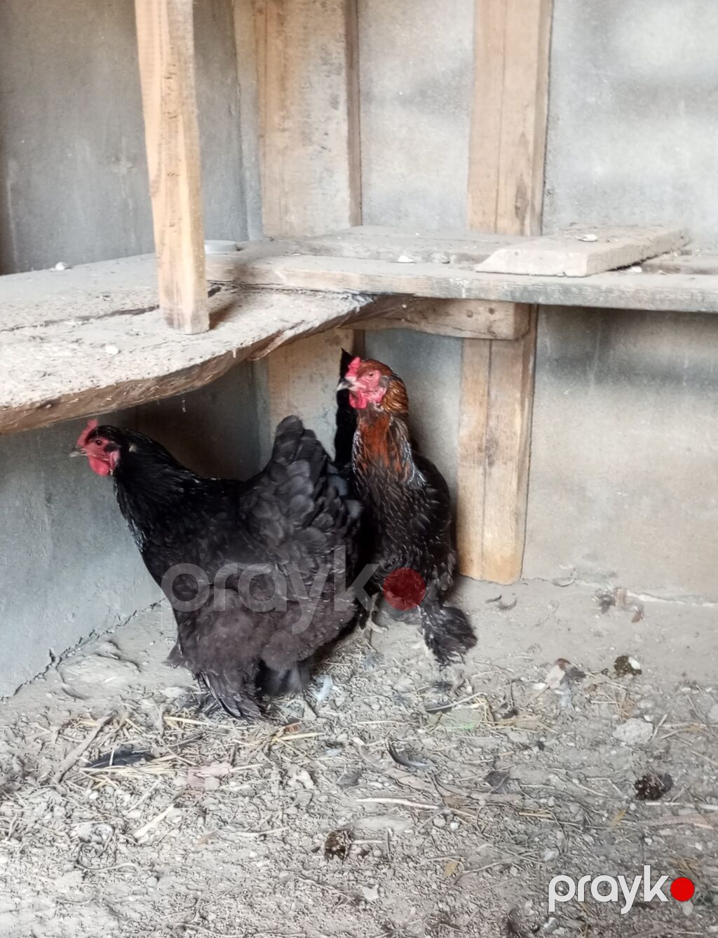 2 diş brama yumurta düşüblər 1 i 35 manat endirim olacaq buların — Heyvanlar, Digah (2)