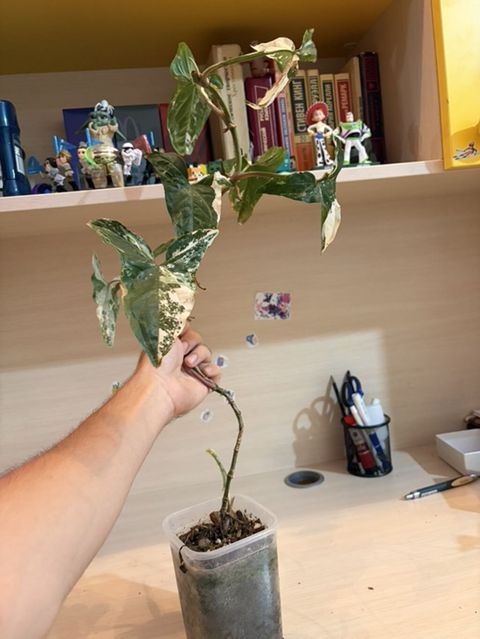 Syngonium podophyllum “Albo Variegata” – variegasiyalı otaq bitkisi -
