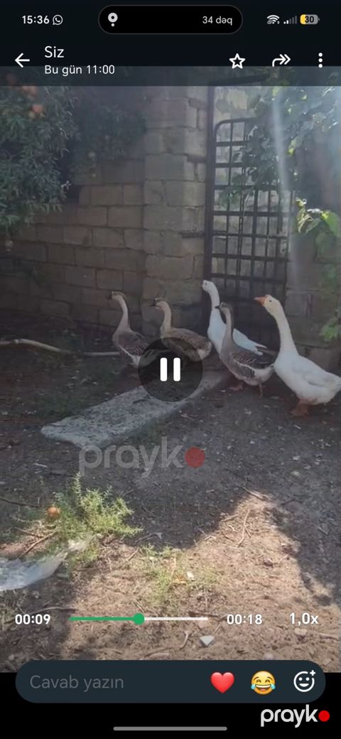 Satışa qazlar təqdim olunur. Şəkillərdə bir neçə başdan ibarət sürü