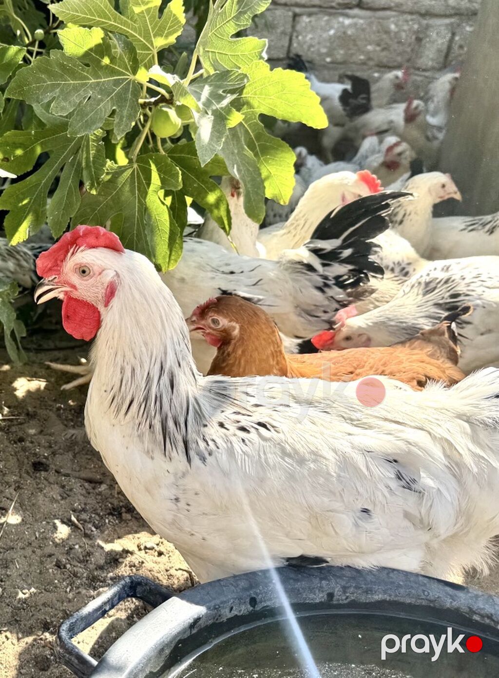 5 Ay Yarımlıq Xoruzlar. 30 Ədəd 5 Ay 10 Günlük Fərələr. Fərələr — Heyvanlar, Digah (2)