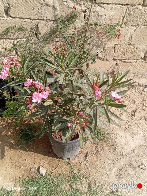 Oleandr (Nerium oleander) – dekorativ çiçəkli kol - Qara plastik