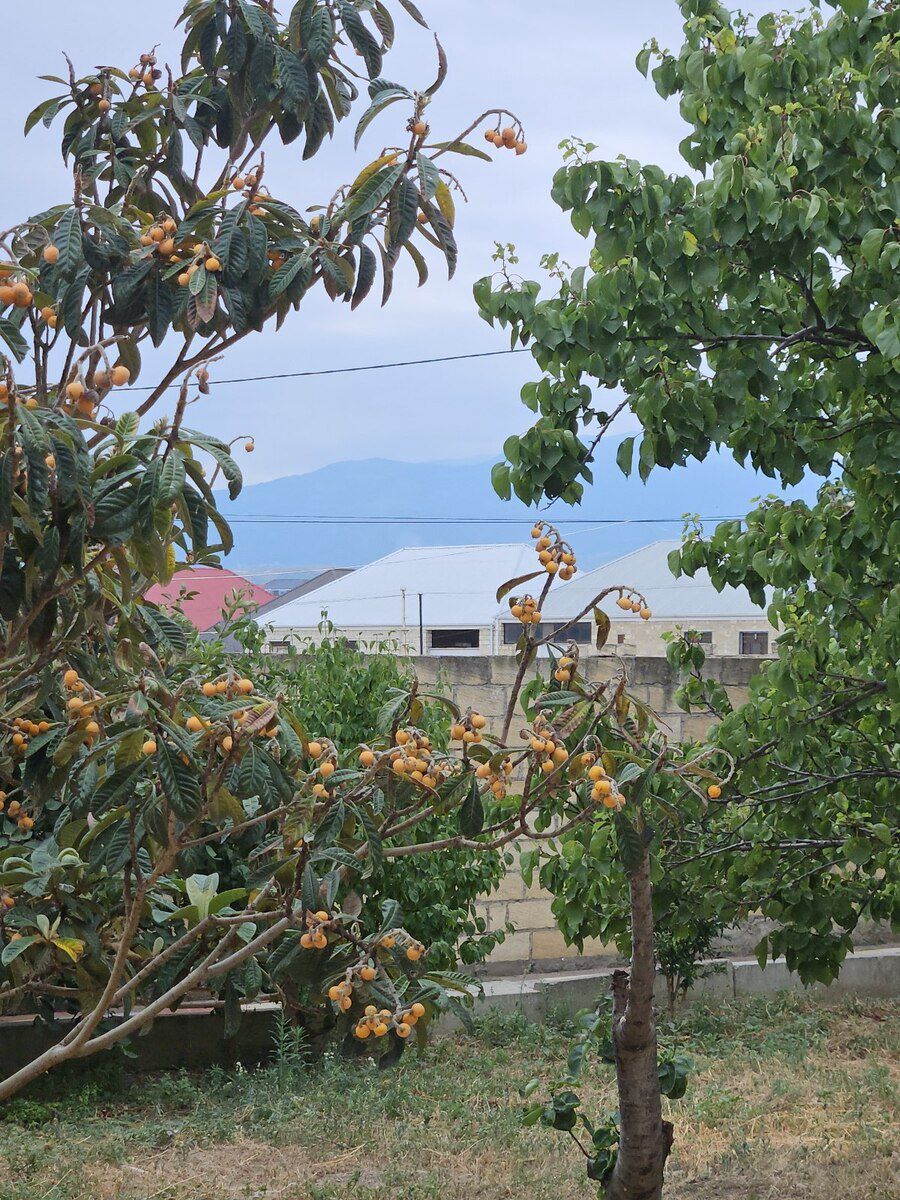 Həyət evi kirayə verilir, Gəncə ş. — Ev, villa, Gəncə (5)
