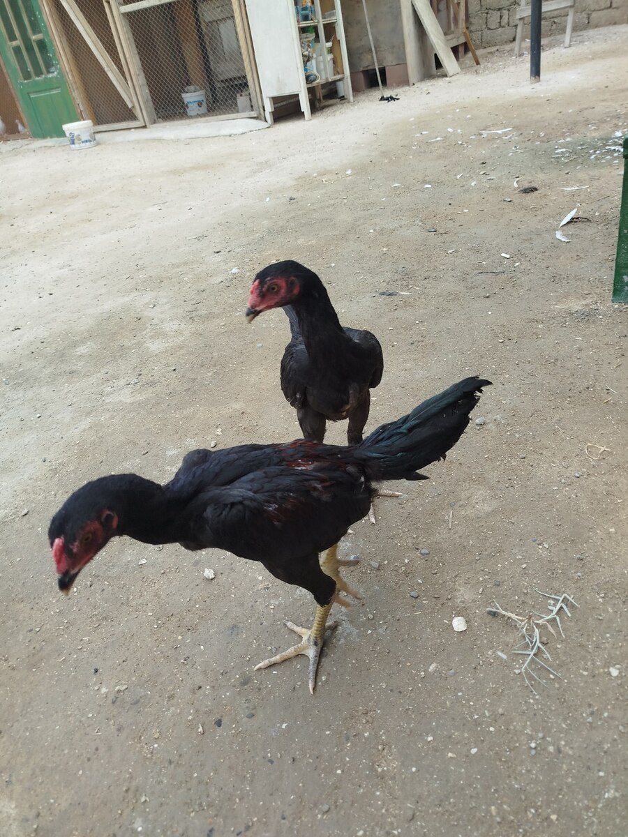 Heyratı beçə — Quşlar, Bakı (3)