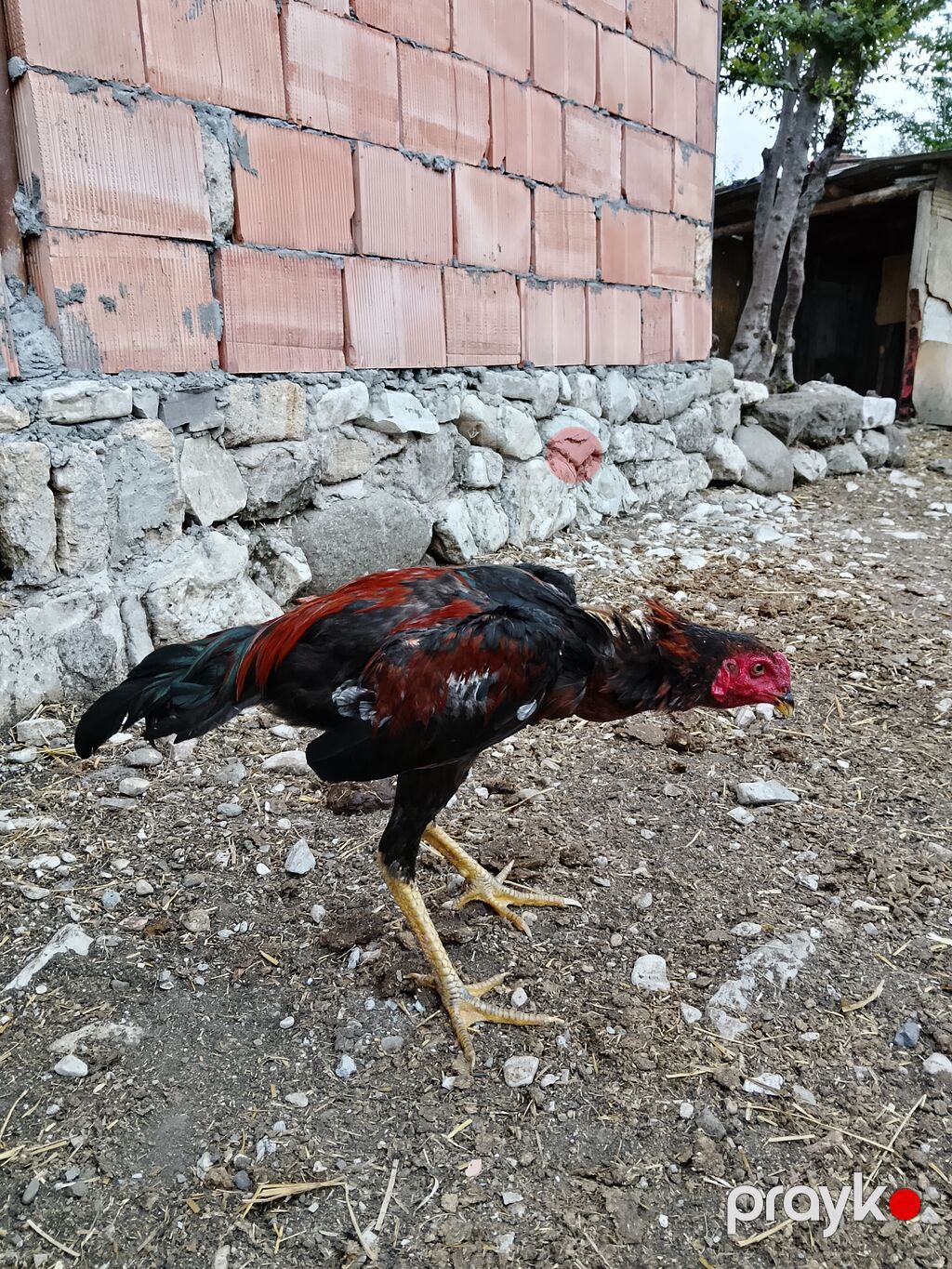 Cins xoruz (uzunayaqlı, damazlıq) — Toyuq və xoruz, İsmayıllı (2)