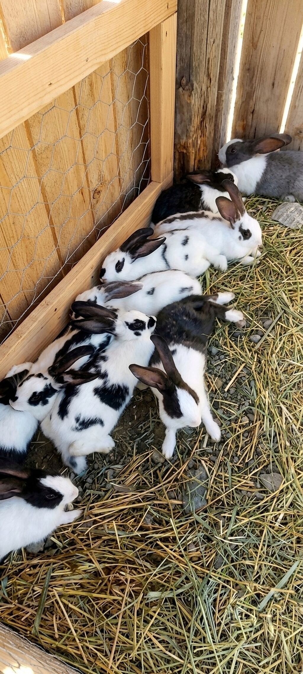 Hər zövqə uyğun rəngarəng ev dovşanları.Sağlam qidalarnan qulluq — Dovşanlar, Füzuli