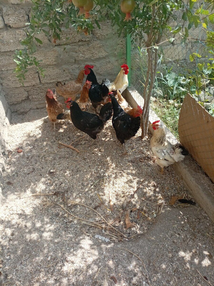 Yumurtlayan toyuqlar — Quşlar, Bakı