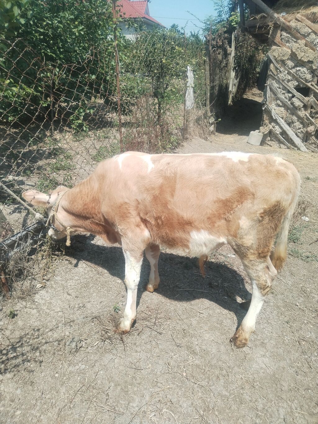 4 aylıq erkək, şarol — Heyvanlar, Astara (3)