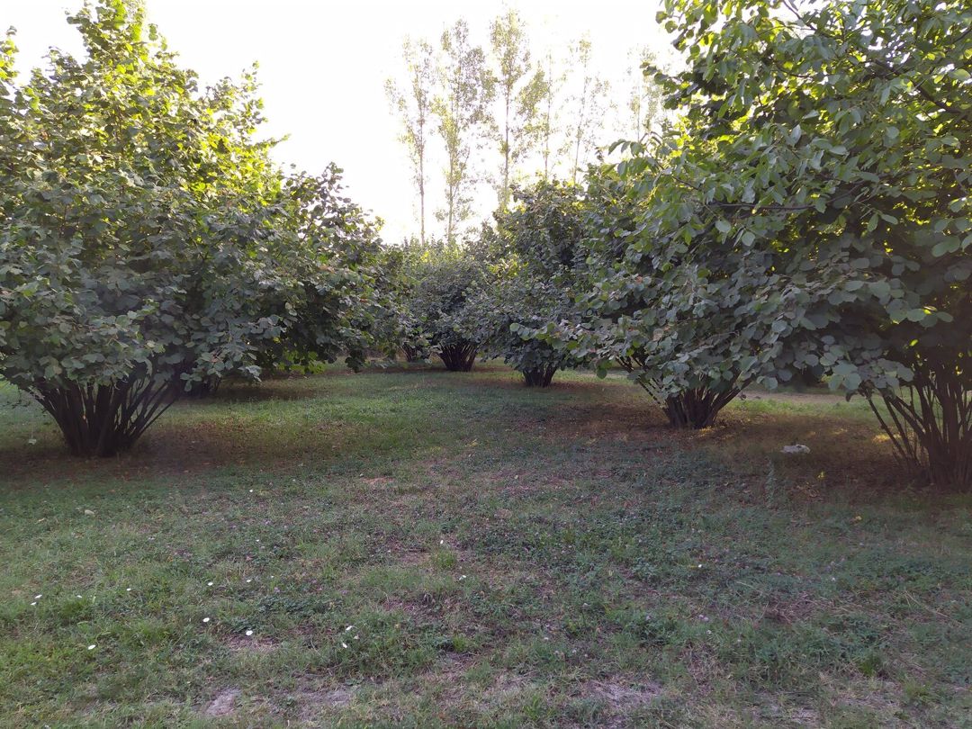 Satılır torpaq 28 sot — Torpaq, Qəbələ (6)