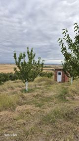 200 sot torpaq sahəsi, Bedişqala k. — Qusar Zeyd Estate — Участок