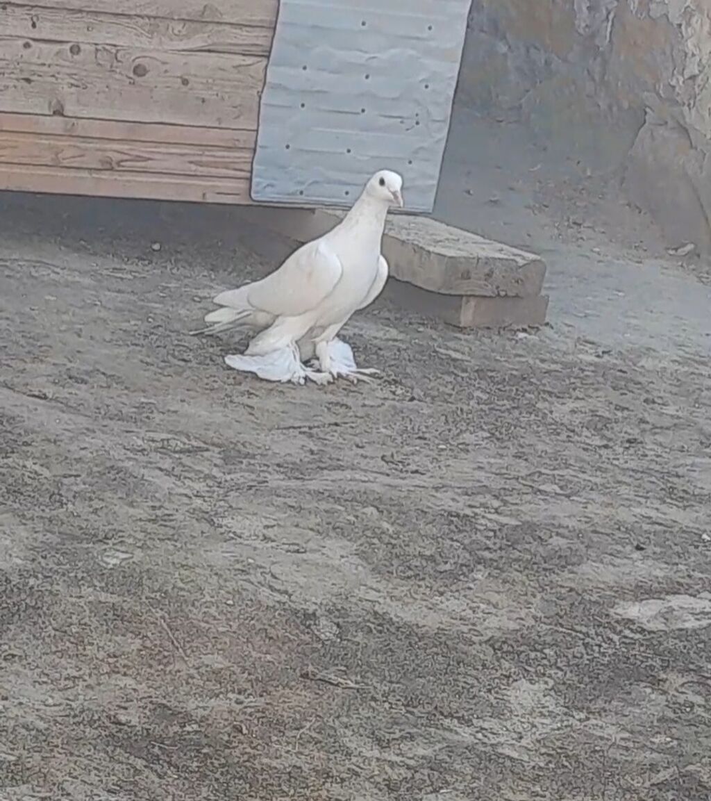 Leleyli tutulmadi orta goy quyrugdu war kimidi oynagdi unvan suraxani — Quşlar, Bakı (2)