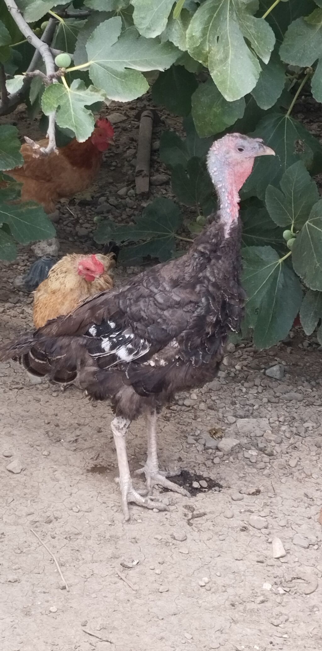 1 fere hinduşka 2 dene toyuq satılır Tam sağlamdilar toyuqlar — Quşlar, Gəncə (2)