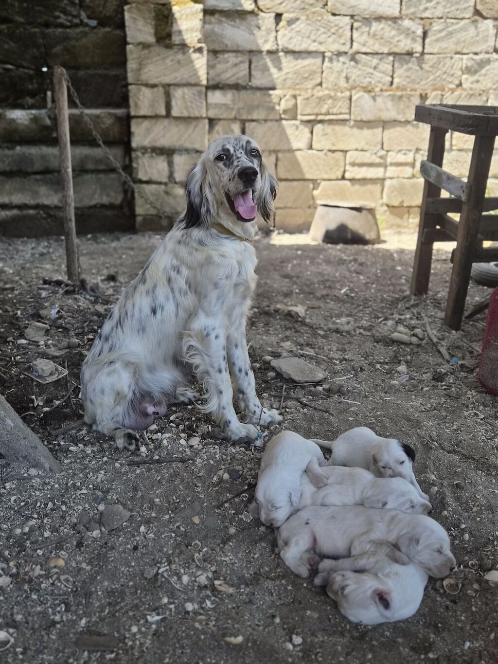 İngilis Setter balaları - Cins: İngilis Setter (ov/ailə iti tipli) - — Heyvanlar, Astara (5)