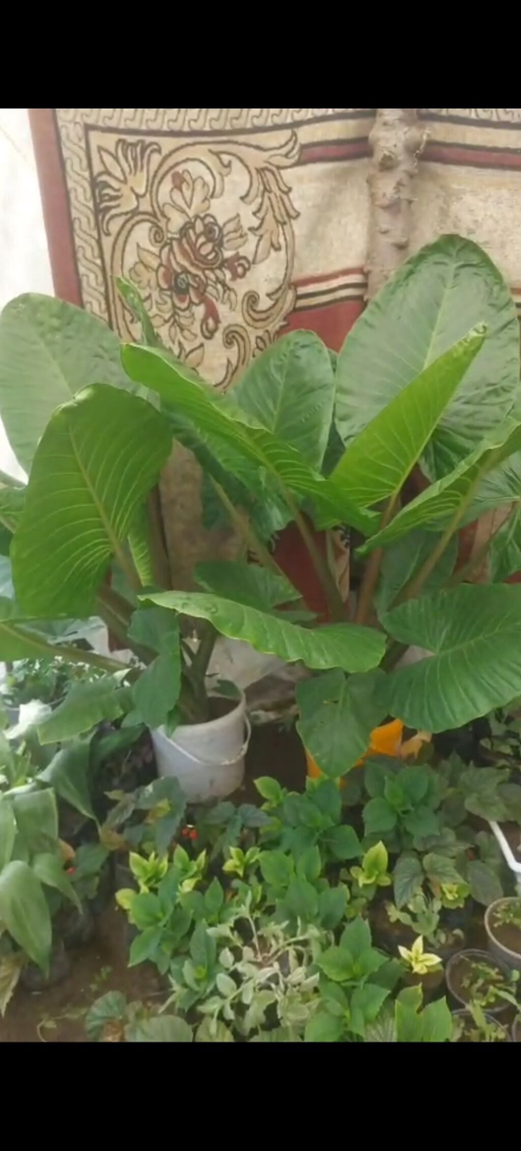 Böyük yarpaqlı dekorativ otaq/bağ bitkisi – Alokaziya (Elephant Ear) — Mallar, Bakı (2)