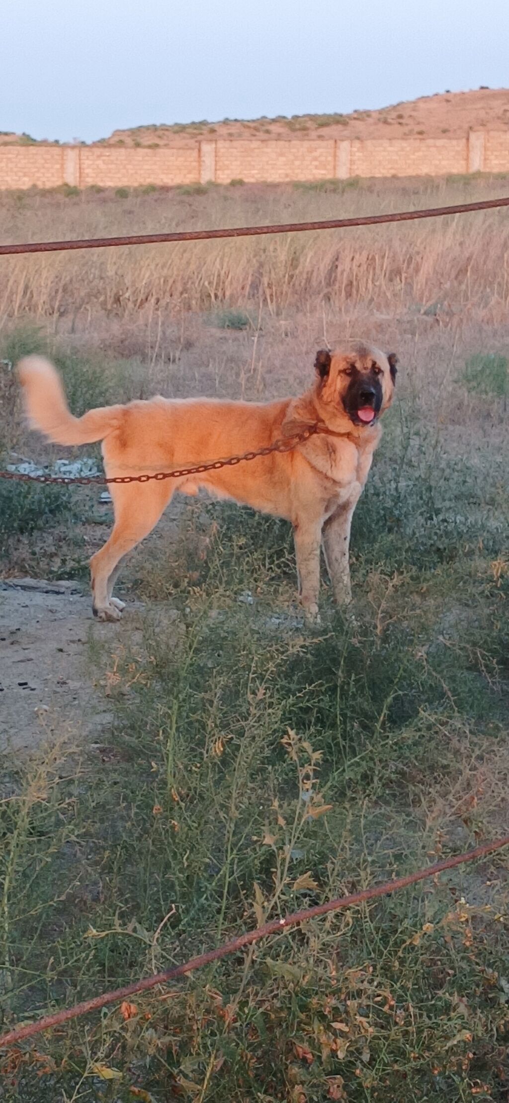 Qurdbasar, 2 il, Erkək, Peyvəndli, Ödənişli çatdırılma — Heyvanlar, Qazax (2)
