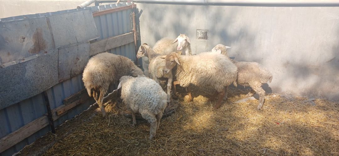 Qoyunlar — Heyvanlar, Şirvan (7)