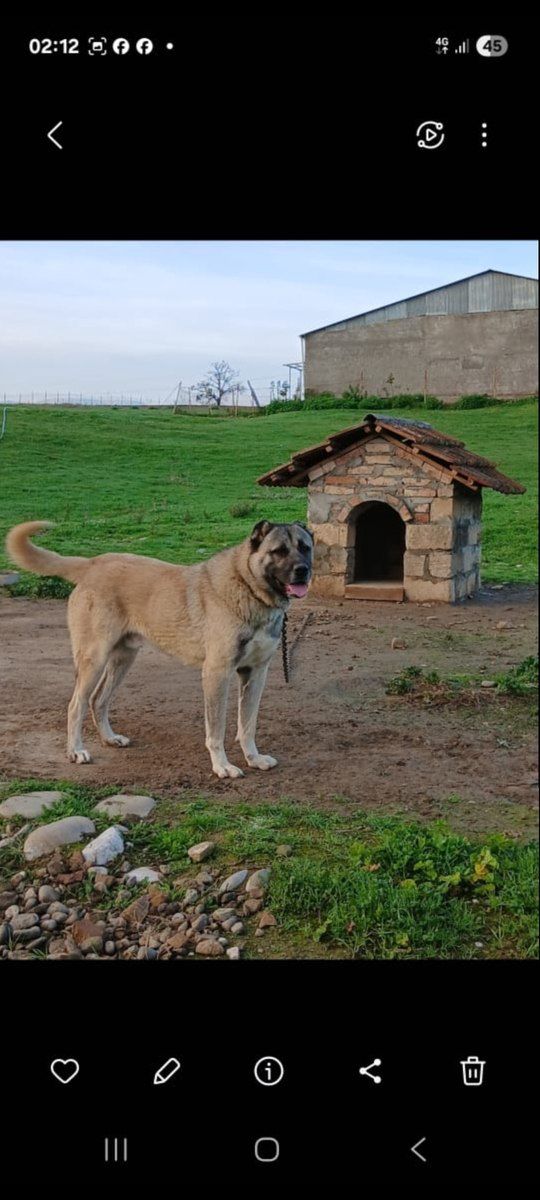 Obyekt, Quba r. — Daşınmaz əmlak, Quba (6)