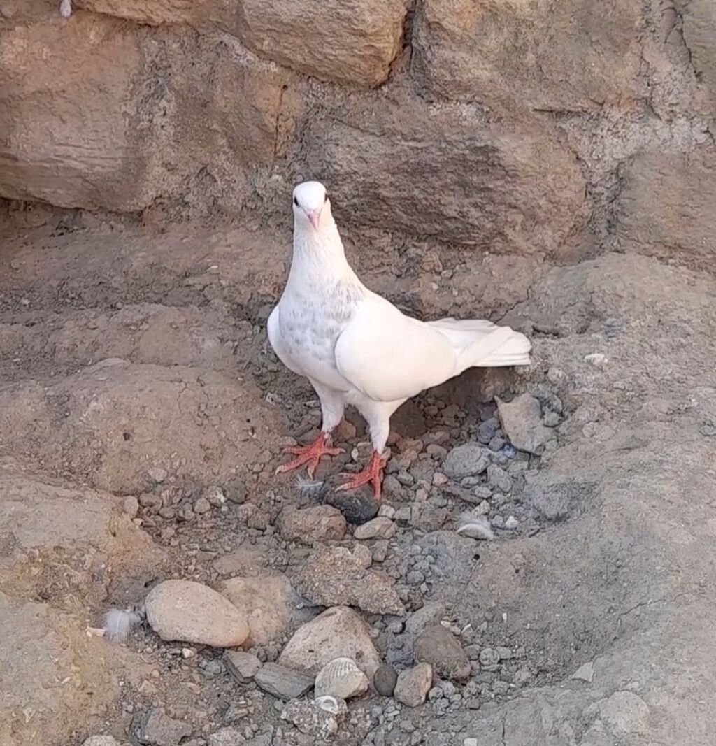Dunen tutulub erkey qiymet sondu — Quşlar, Bakı (8)