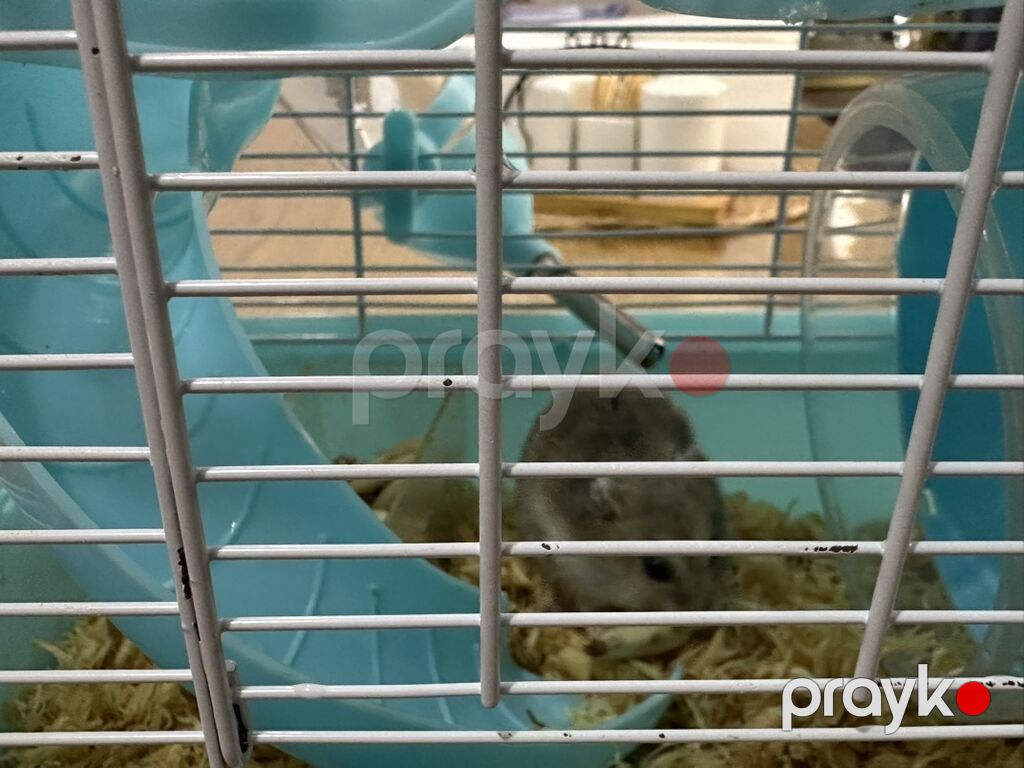 Hamster üçün iki mərtəbəli qəfəs – mavi/ağ Icinde bir eded hemster — Qəfəslər, Bakı (9)