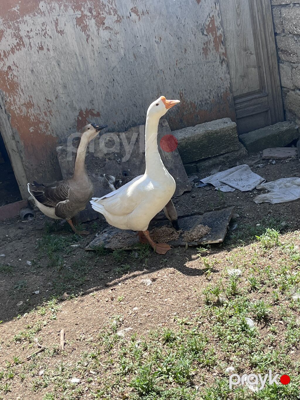 3 ədəd linda qazı satılır yumurtalıq və ətlik olarağ süper heyvanlardı — Heyvanlar, Digah (4)