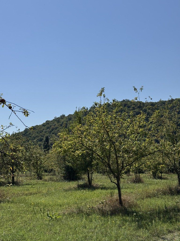 Satılır torpaq 105 sot — Torpaq, Qəbələ (8)