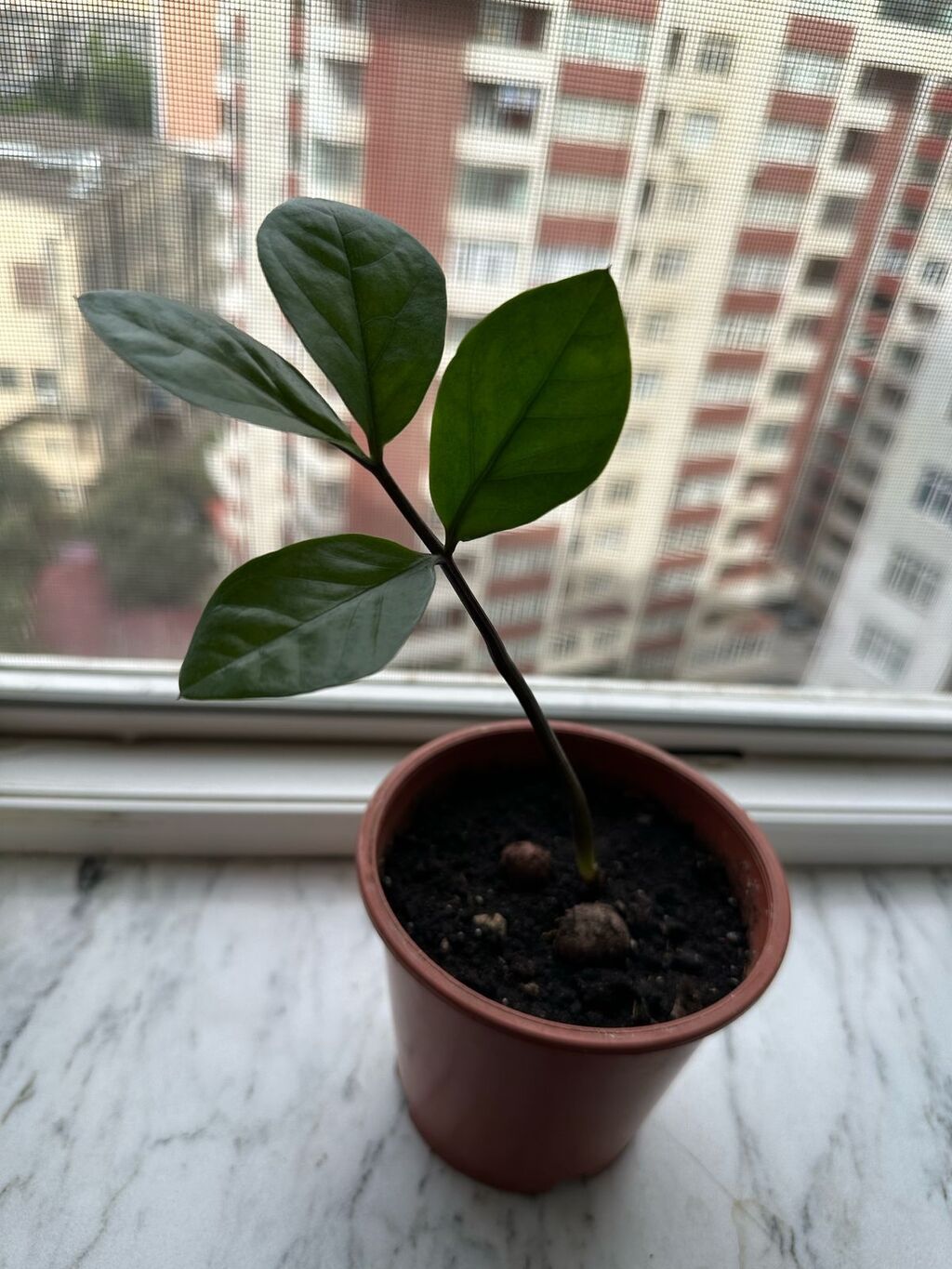 Zamikulkus (dollar gulu) Catdirilma movcuddur — Qapı bitkələri, Bakı