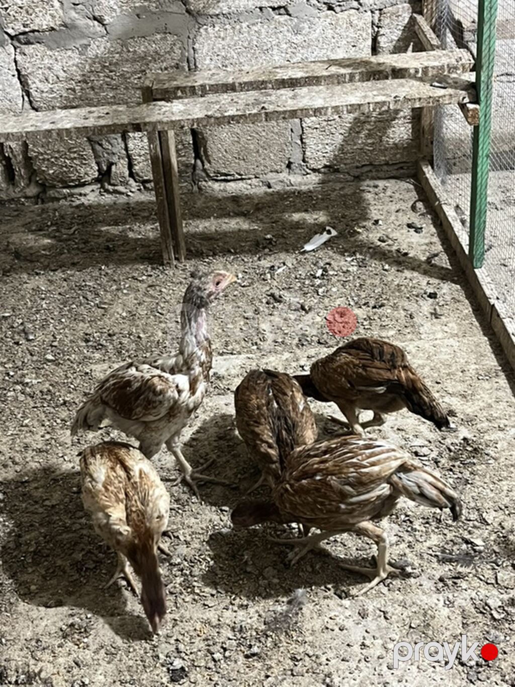 Heyratılardır. 5 ədəddir. Real alıcılar yazsin — Heyvanlar, Digah (3)