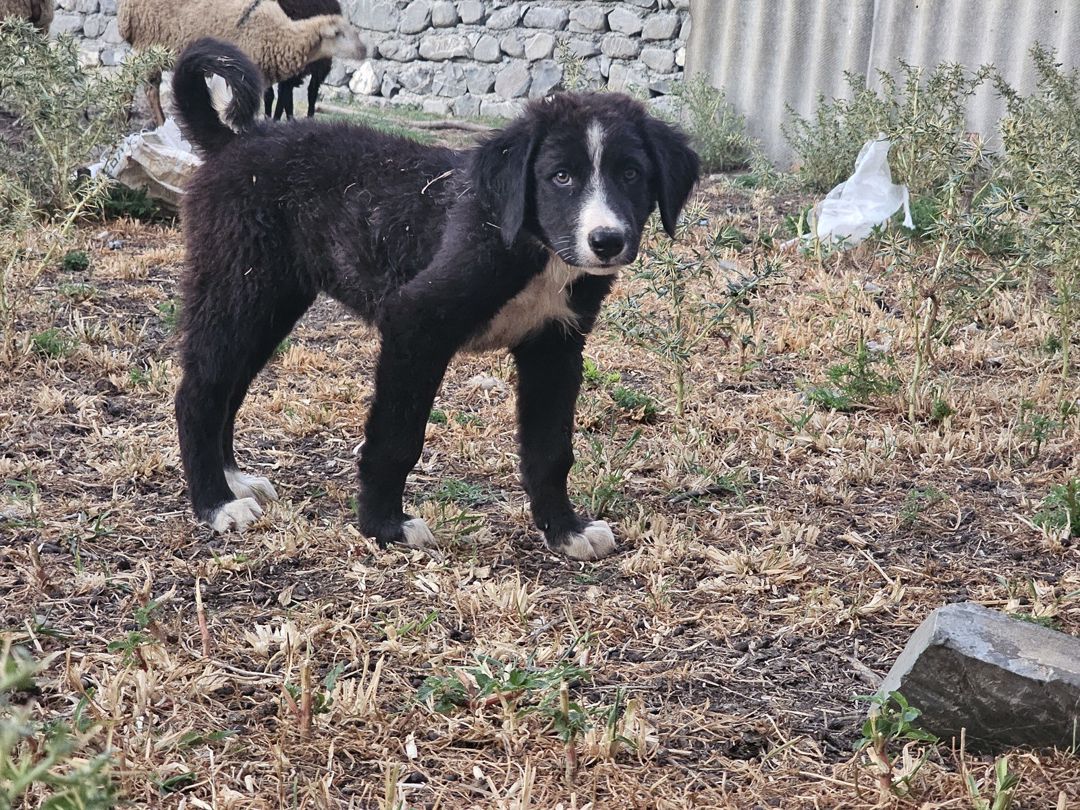 Kanqal balası — Heyvanlar, Şəki (3)