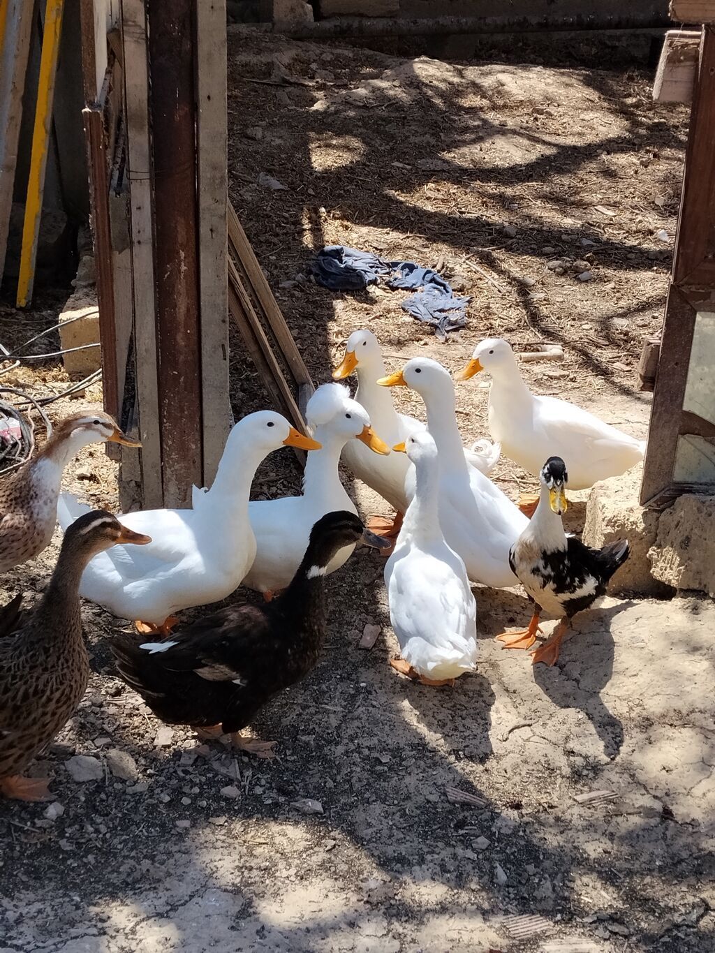 Erkək, Damazlıq, Ünvandan götürmə — Heyvanlar, Mehdiabad (2)