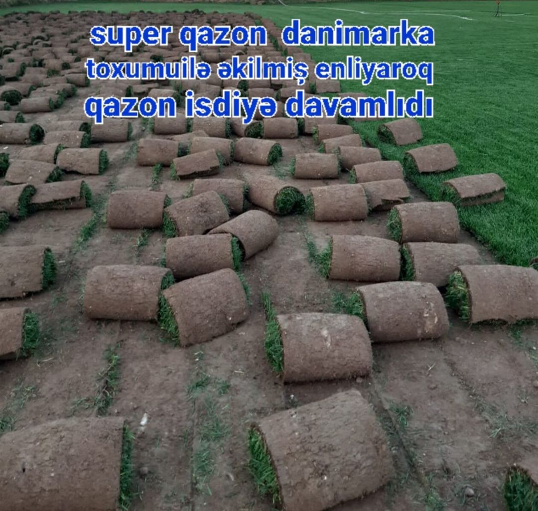 Qazon — Bitkilər, Bakı (2)