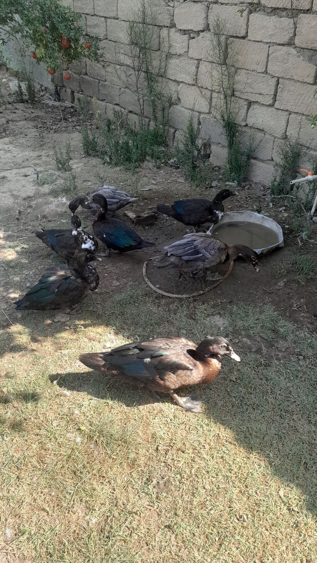 Muscovy ördəkləri (indo-ördəklər) – müxtəlif rənglərdə sürü - Cins — Heyvanlar, Masazır (3)