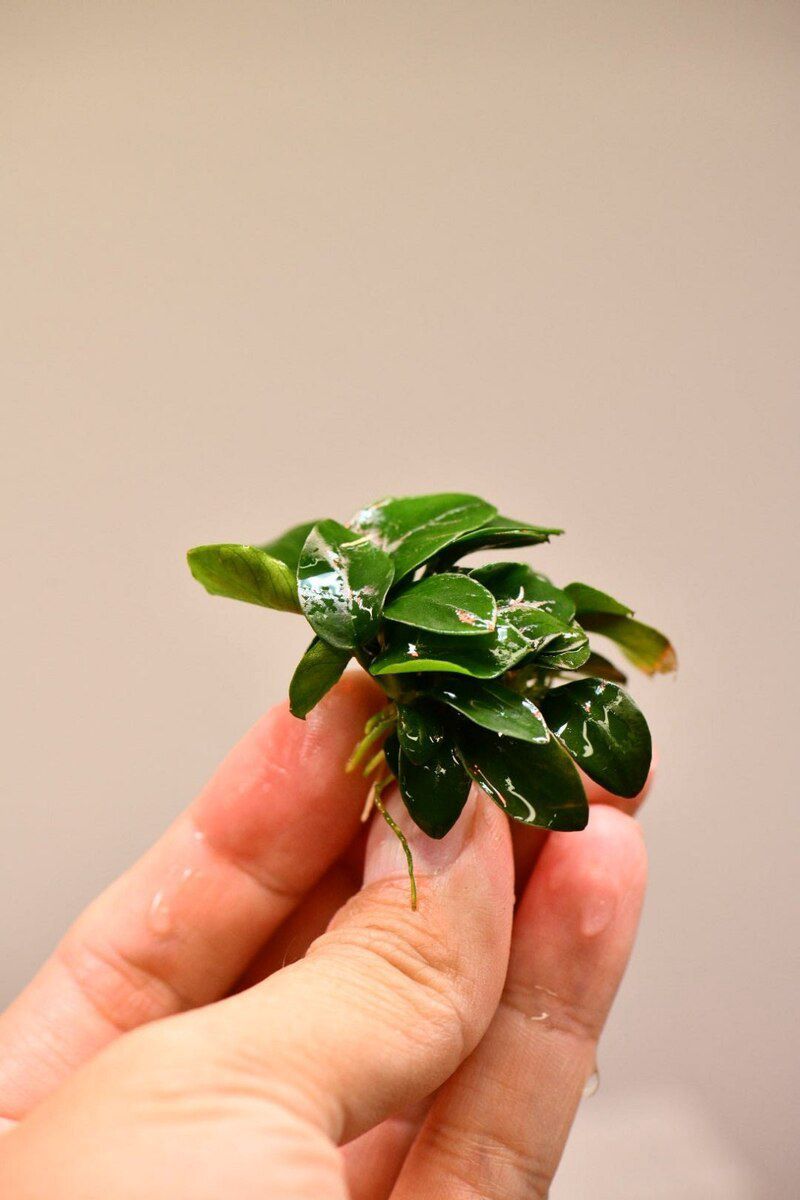 "Anubias Japan" bitkisi — Akvariumlar və balıqlar, Bakı (2)