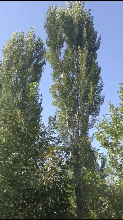 Satılır torpaq 46 sot — Torpaq, Şamaxı (3)