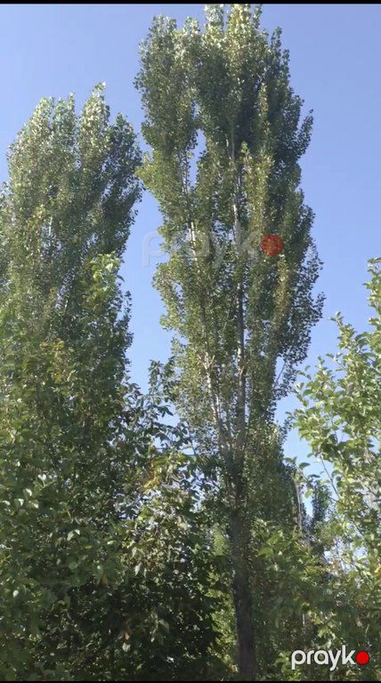 Satılır torpaq 46 sot — Torpaq, Şamaxı (3)