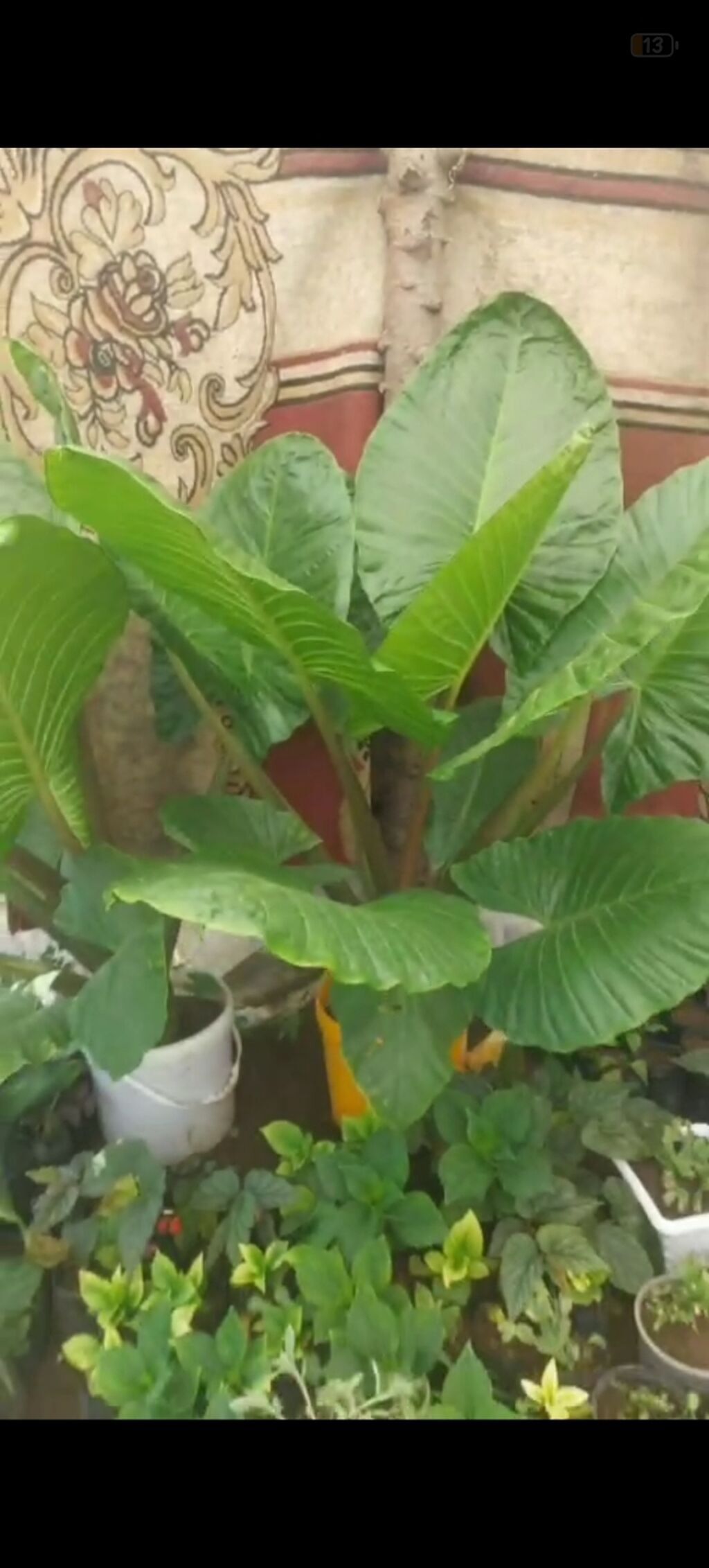 Böyük yarpaqlı dekorativ otaq/bağ bitkisi – Alokaziya (Elephant Ear) — Mallar, Bakı (3)