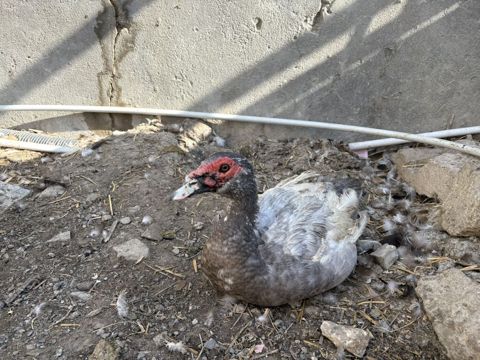 Muscovy ördəkləri (Indoutka) — cins quşlar