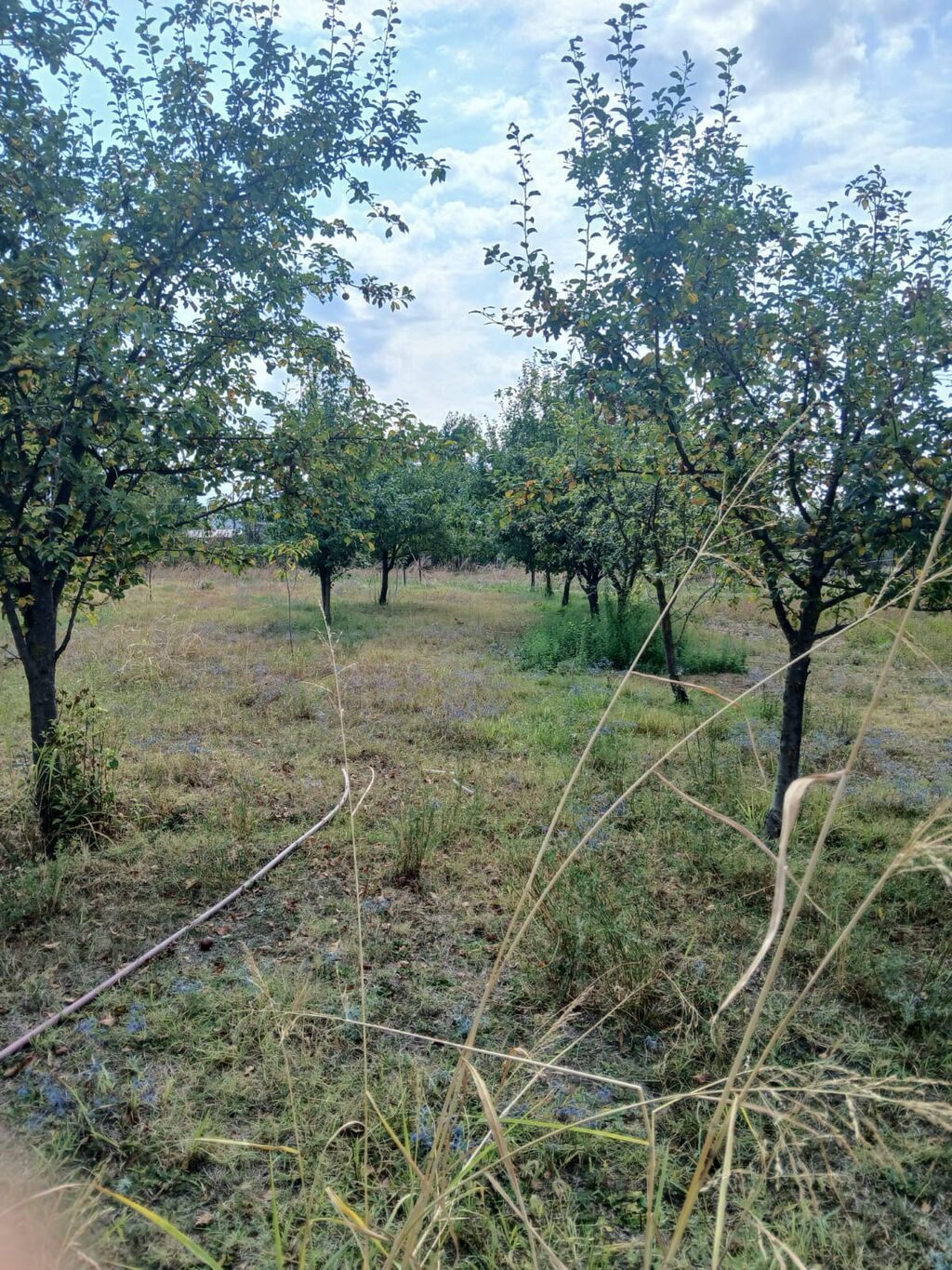 Kənd təsərrüfatı — Torpaq, Qəbələ (3)