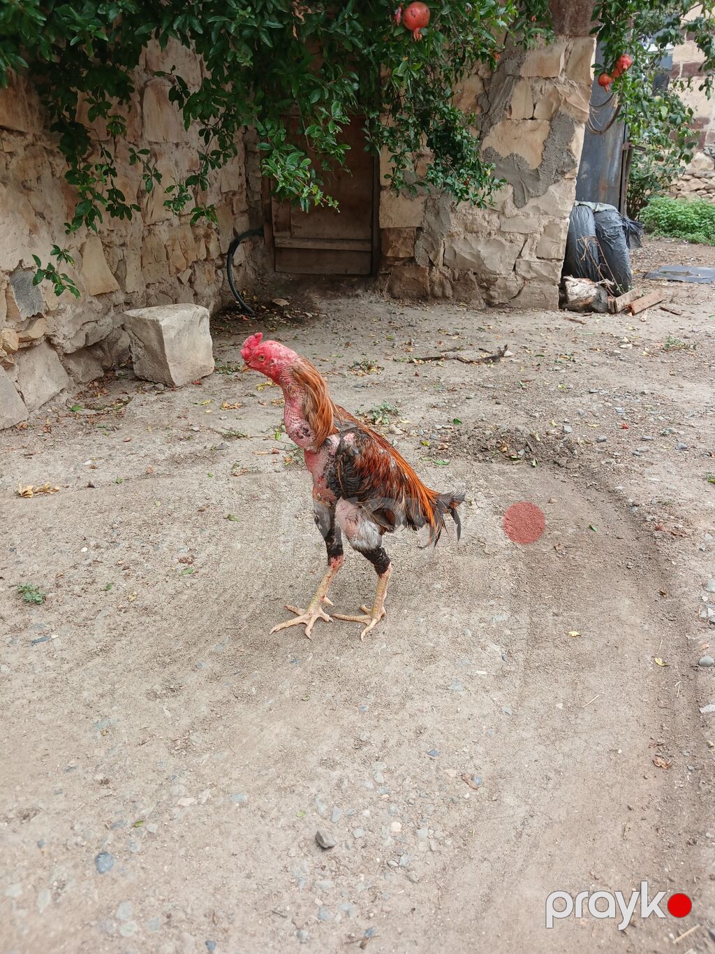 Bir gözü kör xoruz satılır — Toyuq və xoruz, Gəncə (7)