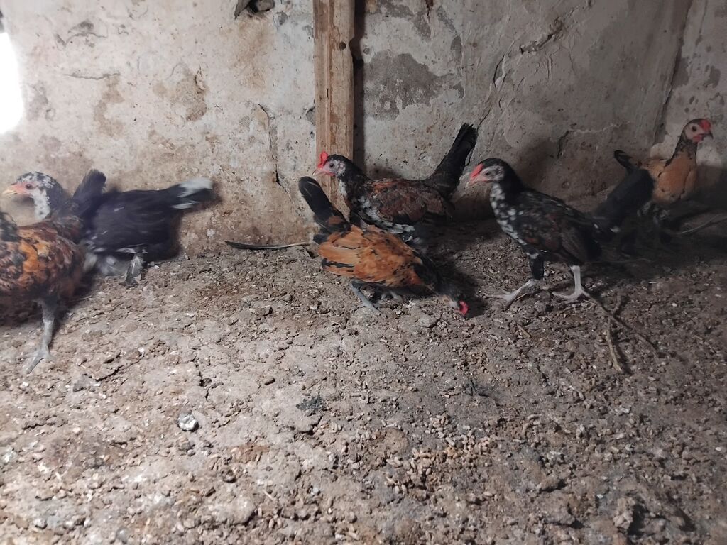 Toyuq cücələri, Damazlıq — Heyvanlar, Novxanı (2)