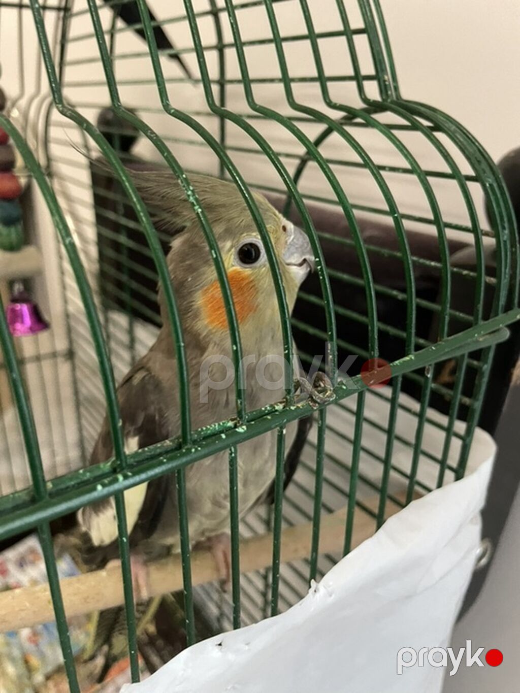 Nimfa (cockatiel) papağanı və qəfəsi - Növ: Nimfa (cockatiel) - Rəng — Quşlar, Digah (2)