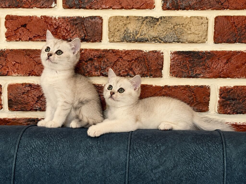 Britan, Yaxşı əllərə — Pişiklər, Bakı