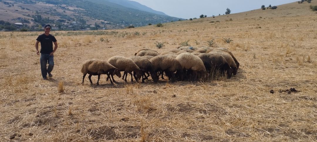 Qoyunlar — Heyvanlar, Siyəzən (2)