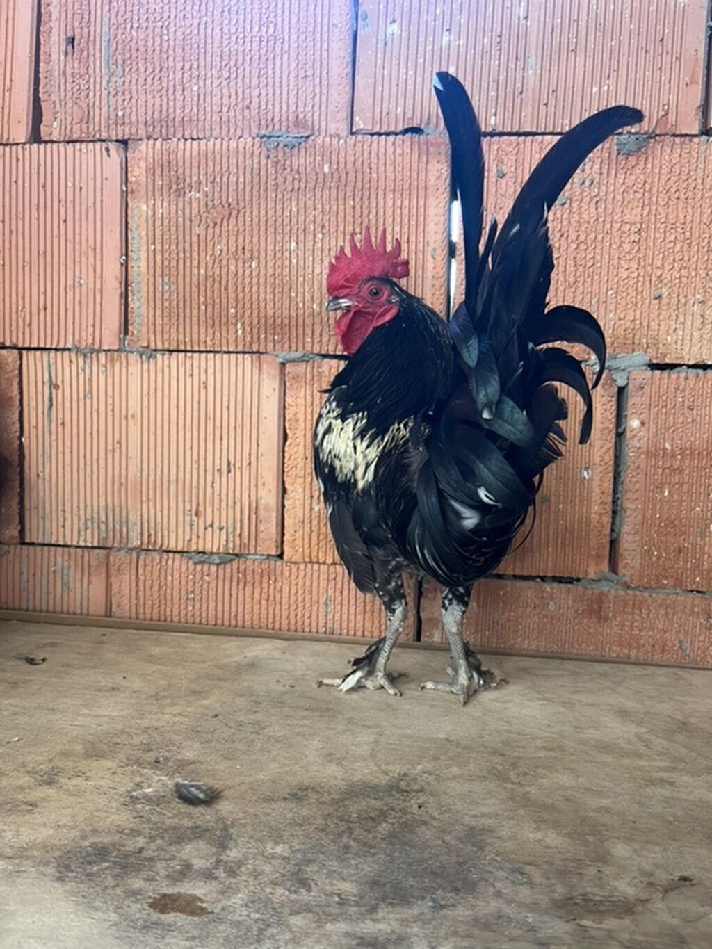 Xoruz, il: 1 — Heyvanlar, Mehdiabad (2)