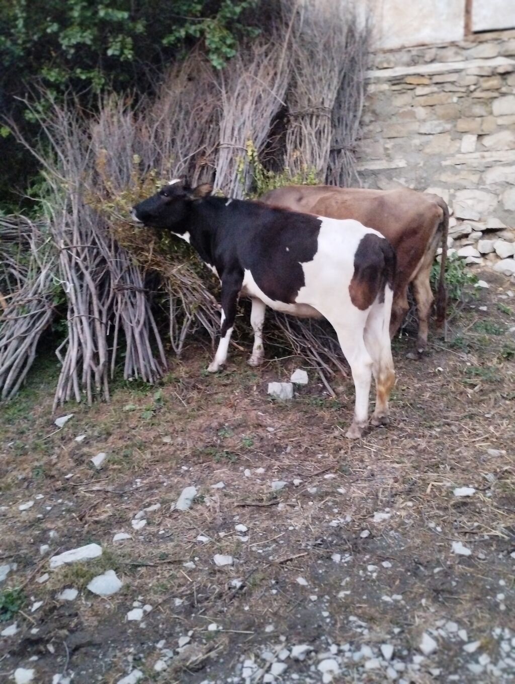 Dana, buzov, Erkək, Holsteyn, ay: 12, Damazlıq — Heyvanlar, İsmayıllı (5)