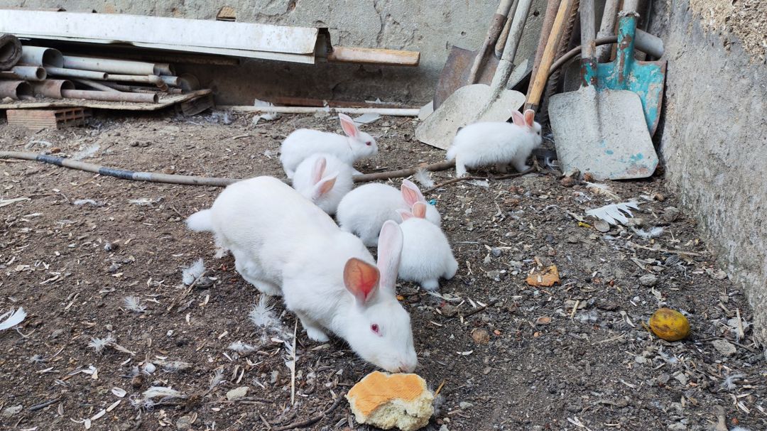 Dovşan balası — Dovşanlar, Bakı (4)