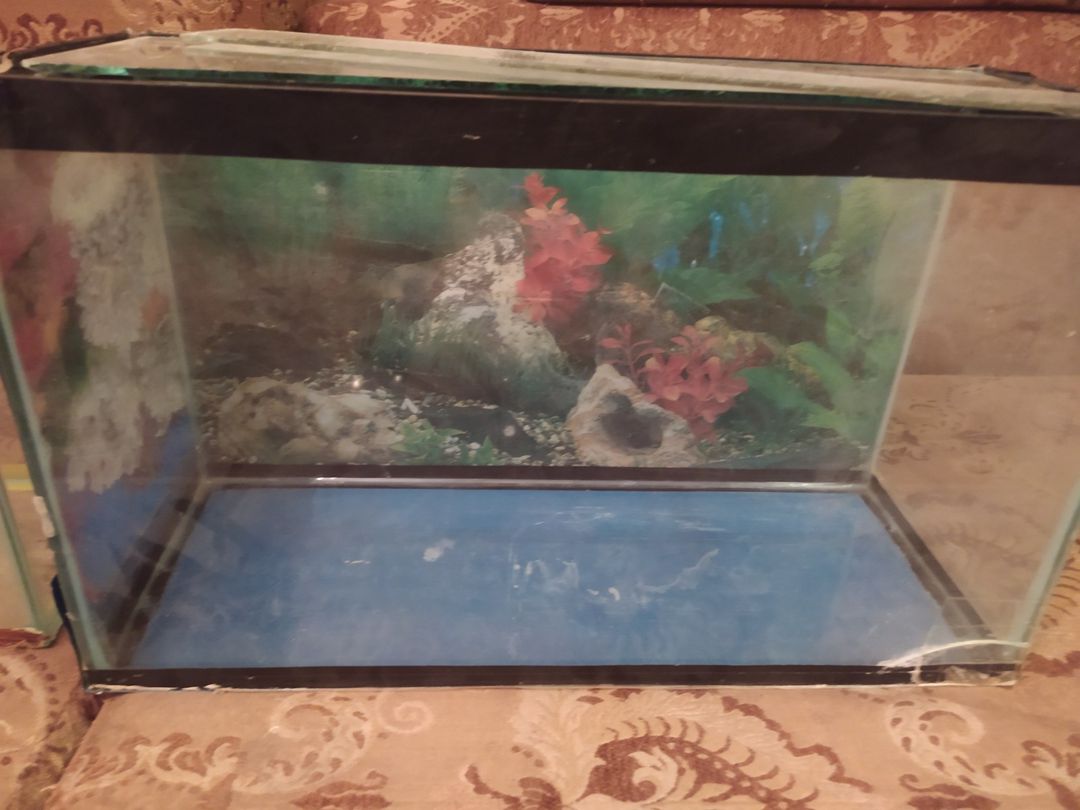 Akvarium — Akvariumlar və balıqlar, Bakı (3)