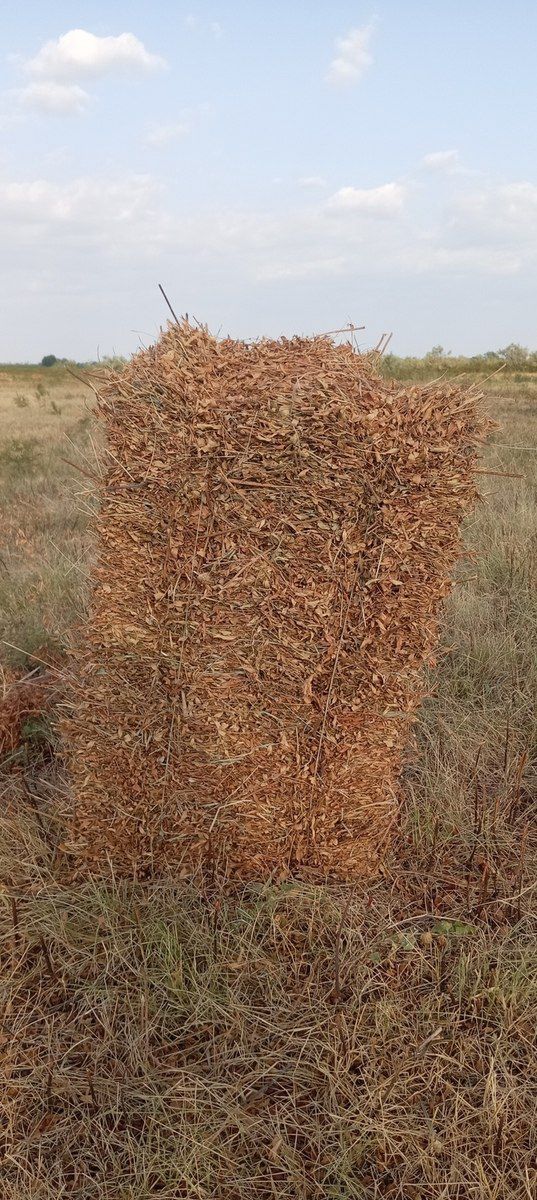 Biyan otu — Heyvanlar, Kürdəmir (3)