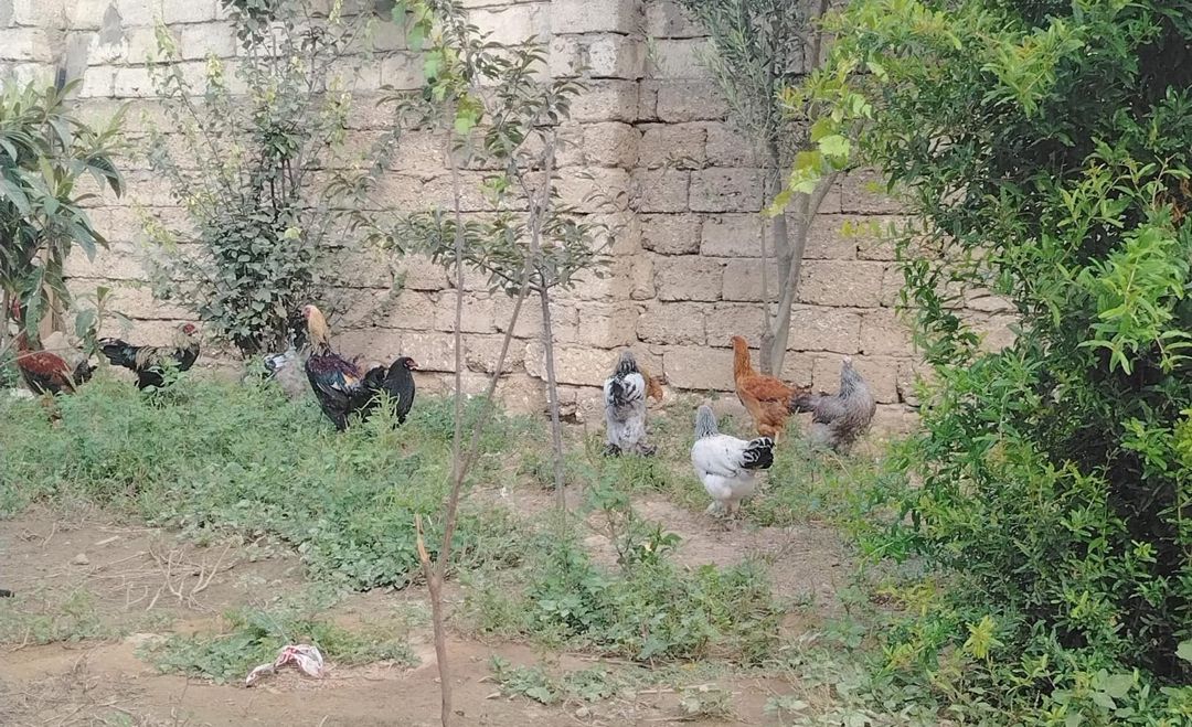 Cücələr — Quşlar, Bakı (2)