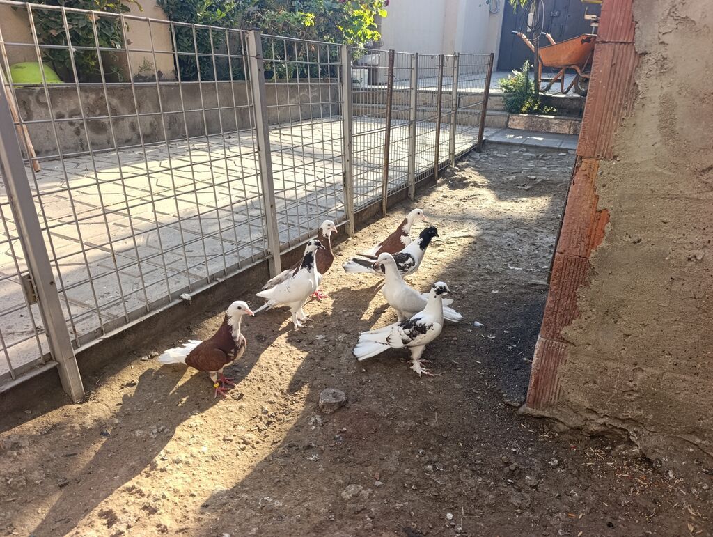 Məhsul: Göyərçinlər – fərqli rəng və naxışlarda dekorativ/oyunçu — Quşlar, Masazır (9)