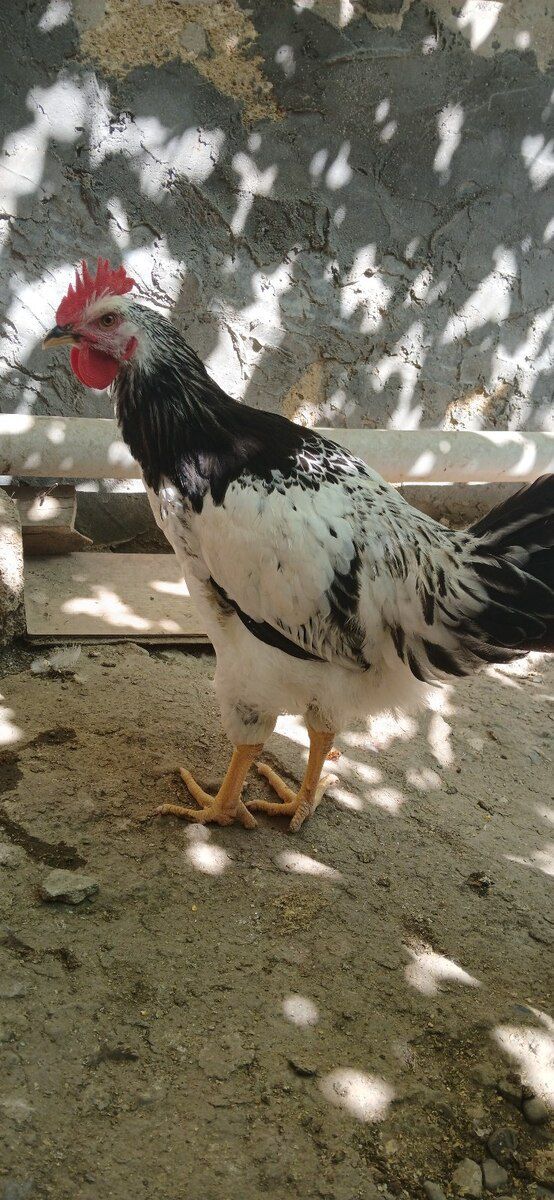 Xoruzlar — Quşlar, Sumqayıt (7)
