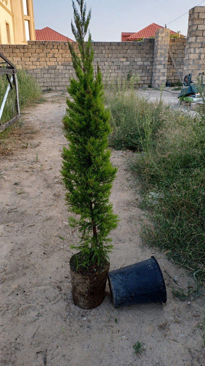 Limon sərvi — Bitkilər, Bakı (2)